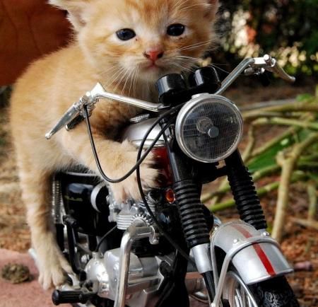 gambar-lucu-kucing-lucu-naik-sepeda-motor « Gianluigim